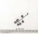 Click for 1 image(s) for this accession. FRUIT